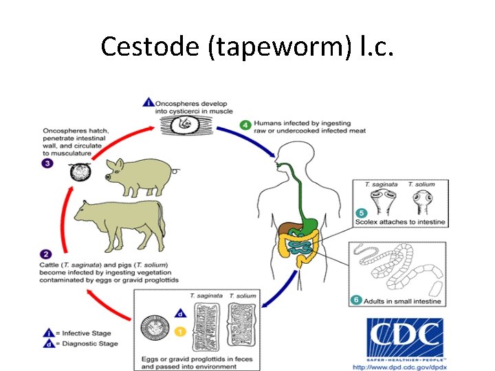 Cestode (tapeworm) l. c. 