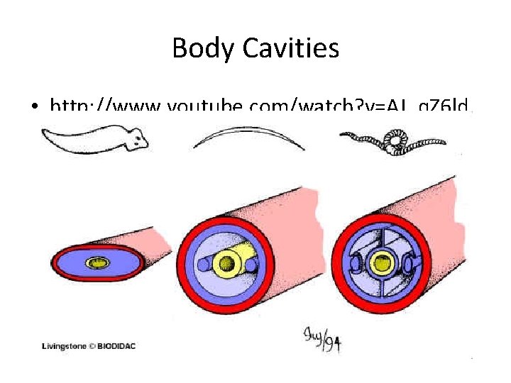 Body Cavities • http: //www. youtube. com/watch? v=AJ_q. Z 6 ld 6 A 0