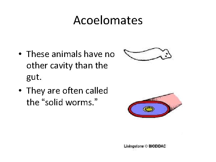 Acoelomates • These animals have no other cavity than the gut. • They are