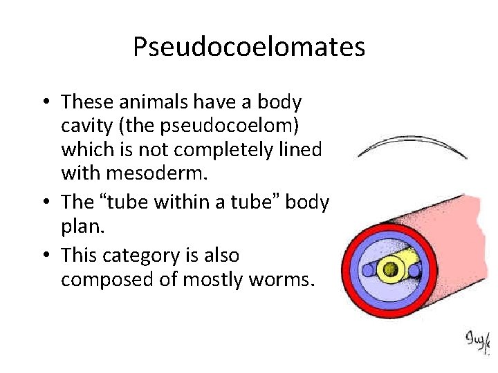 Pseudocoelomates • These animals have a body cavity (the pseudocoelom) which is not completely