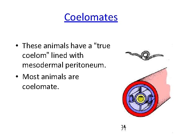 Coelomates • These animals have a “true coelom” lined with mesodermal peritoneum. • Most