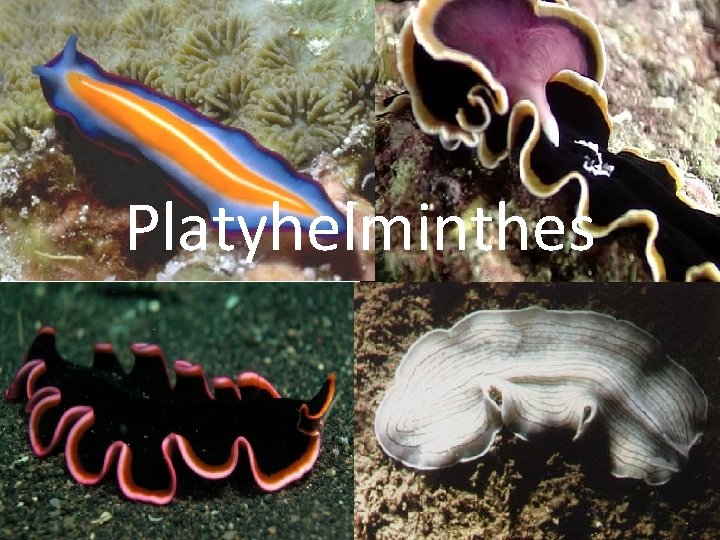 Platyhelminthes 