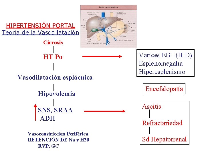 HIPERTENSIÓN PORTAL Teoría de la Vasodilatación Cirrosis HT Po Vasodilatación esplácnica Hipovolemia SNS, SRAA