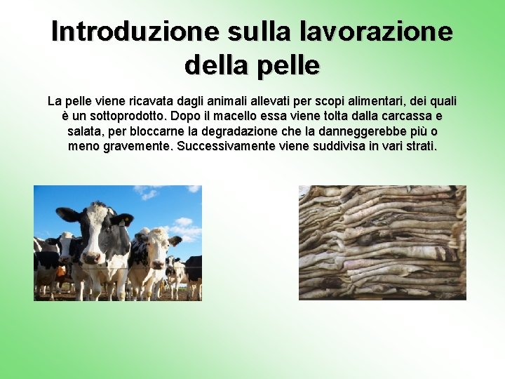 Introduzione sulla lavorazione della pelle La pelle viene ricavata dagli animali allevati per scopi