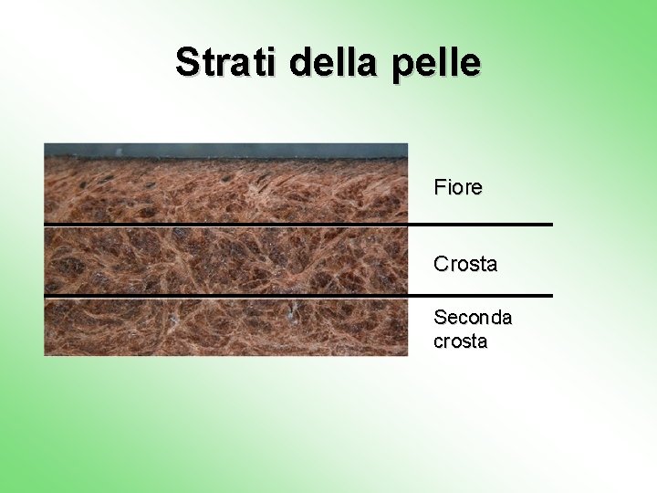 Strati della pelle Fiore Crosta Seconda crosta 