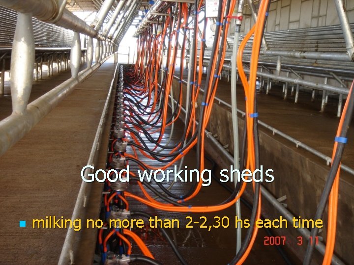 Good working sheds n milking no more than 2 -2, 30 hs each time