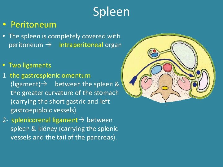 • Peritoneum Spleen • The spleen is completely covered with peritoneum intraperitoneal organ • Peritoneum Spleen • The spleen is completely covered with peritoneum intraperitoneal organ
