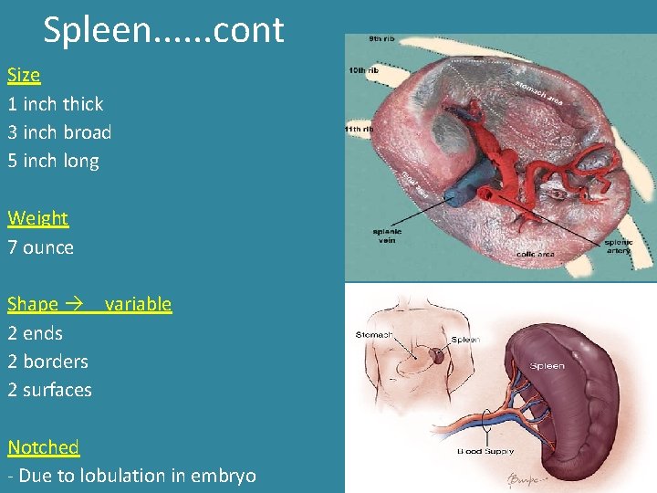 Spleen. . . cont Size 1 inch thick 3 inch broad 5 inch long Spleen. . . cont Size 1 inch thick 3 inch broad 5 inch long