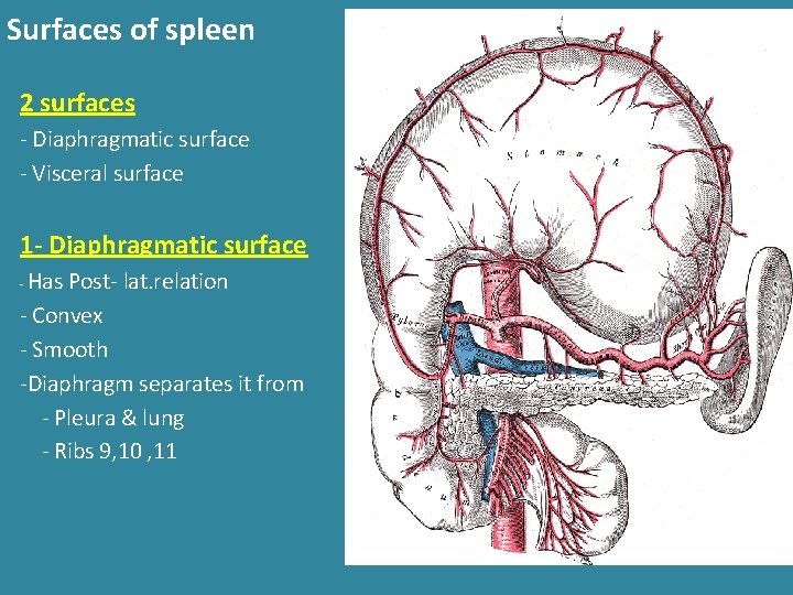 Surfaces of spleen 2 surfaces - Diaphragmatic surface - Visceral surface 1 - Diaphragmatic Surfaces of spleen 2 surfaces - Diaphragmatic surface - Visceral surface 1 - Diaphragmatic