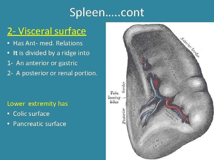Spleen…. . cont 2 - Visceral surface • Has Ant- med. Relations • It Spleen…. . cont 2 - Visceral surface • Has Ant- med. Relations • It