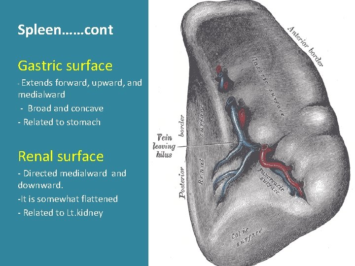 Spleen……cont Gastric surface - Extends forward, upward, and medialward - Broad and concave - Spleen……cont Gastric surface - Extends forward, upward, and medialward - Broad and concave -