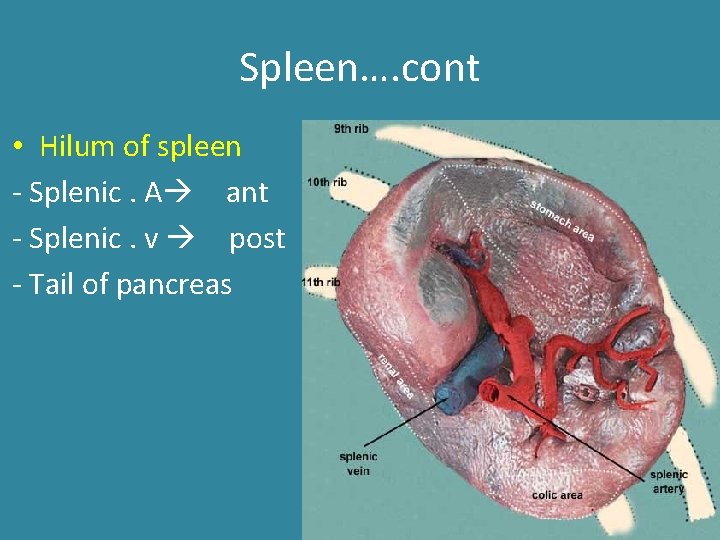 Spleen…. cont • Hilum of spleen - Splenic. A ant - Splenic. v post Spleen…. cont • Hilum of spleen - Splenic. A ant - Splenic. v post