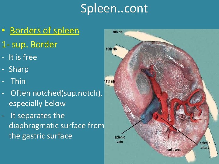 Spleen. . cont • Borders of spleen 1 - sup. Border - It is Spleen. . cont • Borders of spleen 1 - sup. Border - It is