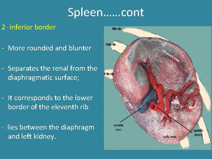 Spleen……cont 2 - inferior border - More rounded and blunter - Separates the renal Spleen……cont 2 - inferior border - More rounded and blunter - Separates the renal