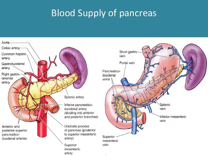 Blood Supply of pancreas Blood Supply of pancreas