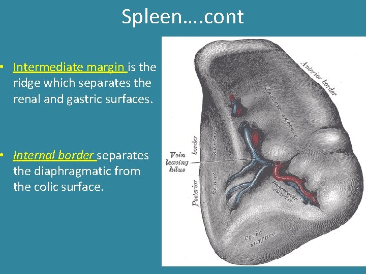 Spleen…. cont • Intermediate margin is the ridge which separates the renal and gastric Spleen…. cont • Intermediate margin is the ridge which separates the renal and gastric
