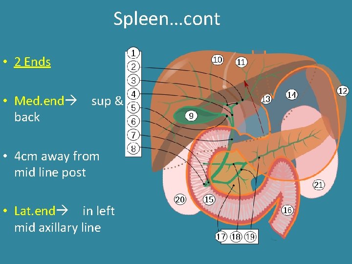 Spleen…cont • 2 Ends • Med. end sup & back • 4 cm away Spleen…cont • 2 Ends • Med. end sup & back • 4 cm away