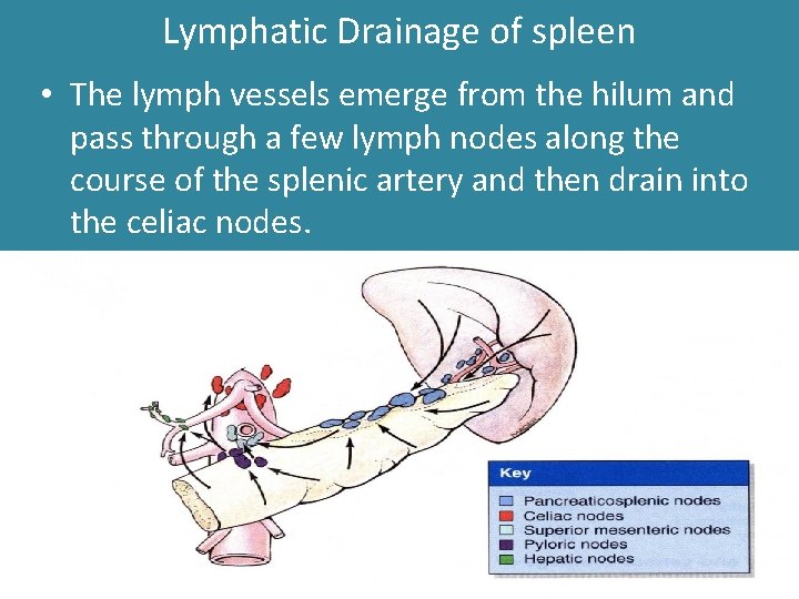 Lymphatic Drainage of spleen • The lymph vessels emerge from the hilum and pass Lymphatic Drainage of spleen • The lymph vessels emerge from the hilum and pass