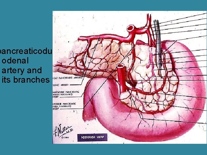 pancreaticodu odenal artery and its branches pancreaticodu odenal artery and its branches