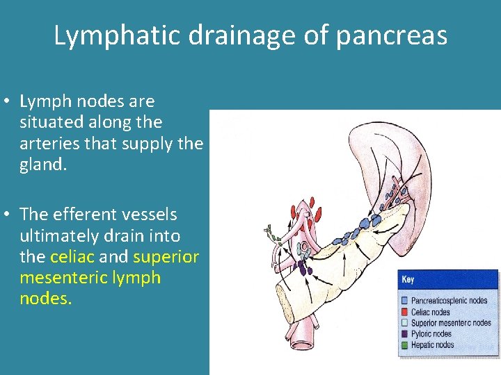 Lymphatic drainage of pancreas • Lymph nodes are situated along the arteries that supply Lymphatic drainage of pancreas • Lymph nodes are situated along the arteries that supply