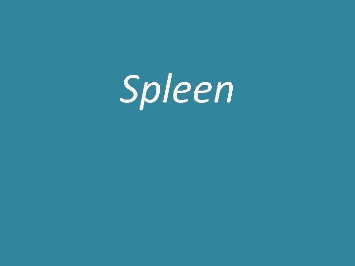 Spleen Spleen