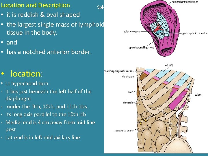 Location and Description Spleen • it is reddish & oval shaped • the largest Location and Description Spleen • it is reddish & oval shaped • the largest