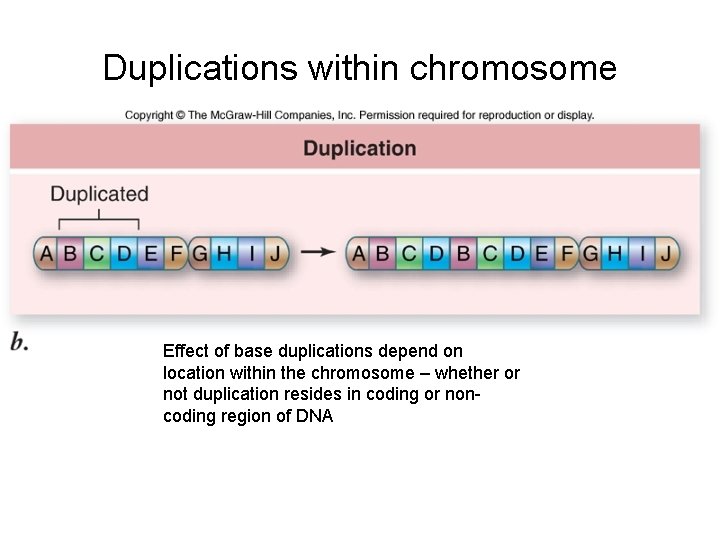 Duplications within chromosome Effect of base duplications depend on location within the chromosome –