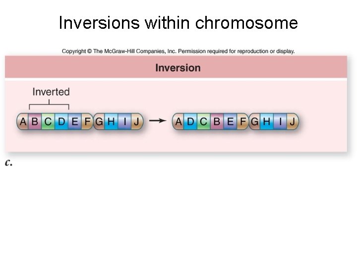 Inversions within chromosome 