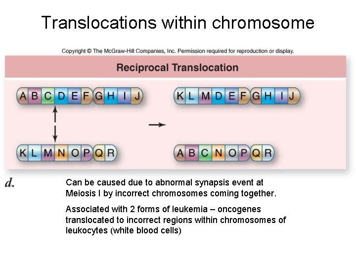 Translocations within chromosome Can be caused due to abnormal synapsis event at Meiosis I