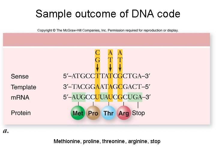 Sample outcome of DNA code Methionine, proline, threonine, arginine, stop 