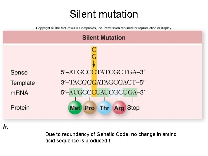 Silent mutation Due to redundancy of Genetic Code, no change in amino acid sequence