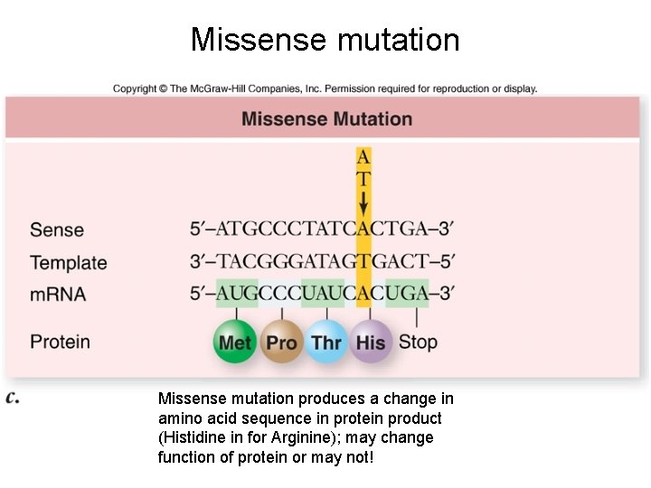 Missense mutation produces a change in amino acid sequence in protein product (Histidine in
