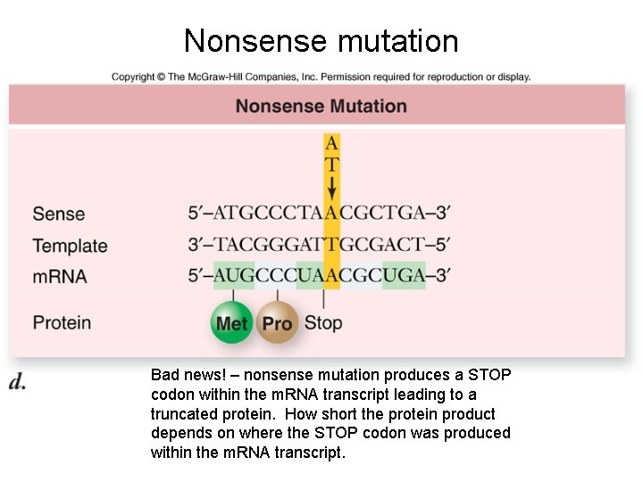 Nonsense mutation Bad news! – nonsense mutation produces a STOP codon within the m.