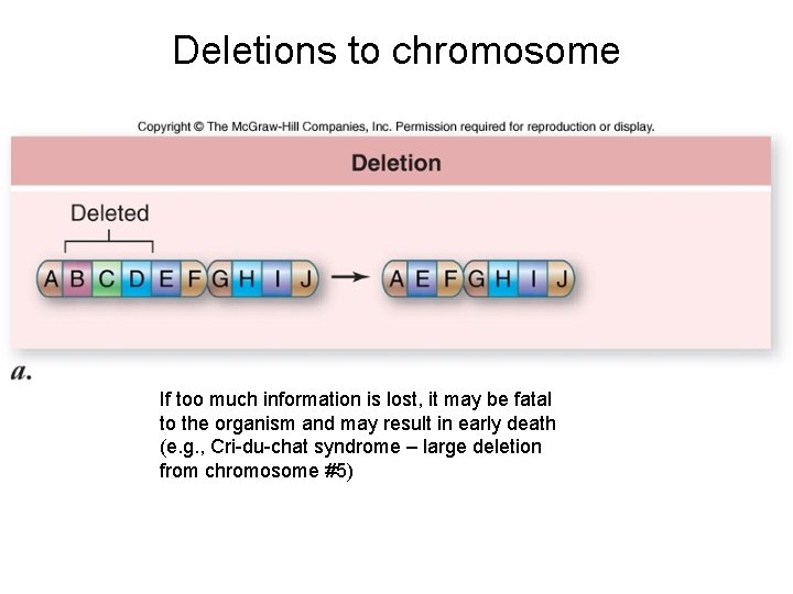 Deletions to chromosome If too much information is lost, it may be fatal to