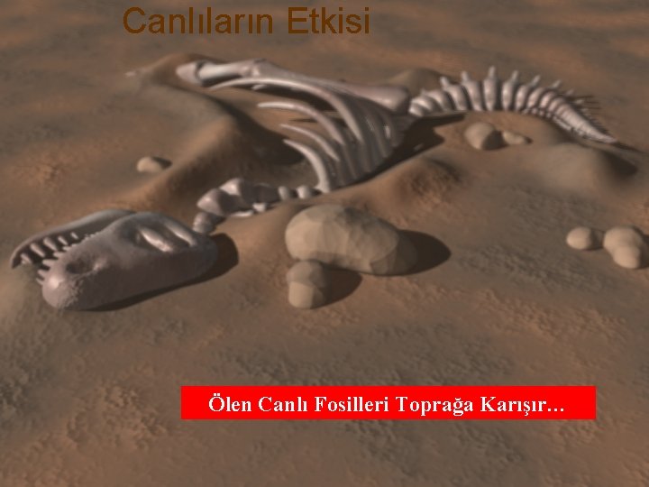 Canlıların Etkisi Ölen Canlı Fosilleri Toprağa Karışır… 