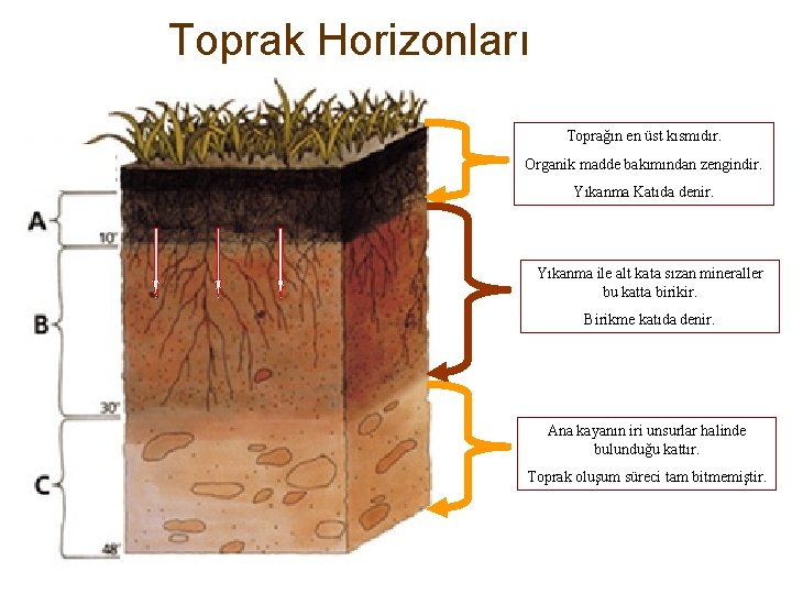 Toprak Horizonları Toprağın en üst kısmıdır. Organik madde bakımından zengindir. Yıkanma Katıda denir. Yıkanma