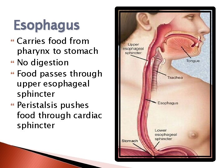 Esophagus Carries food from pharynx to stomach No digestion Food passes through upper esophageal