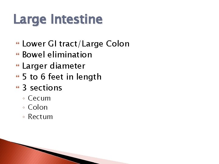 Large Intestine Lower GI tract/Large Colon Bowel elimination Larger diameter 5 to 6 feet