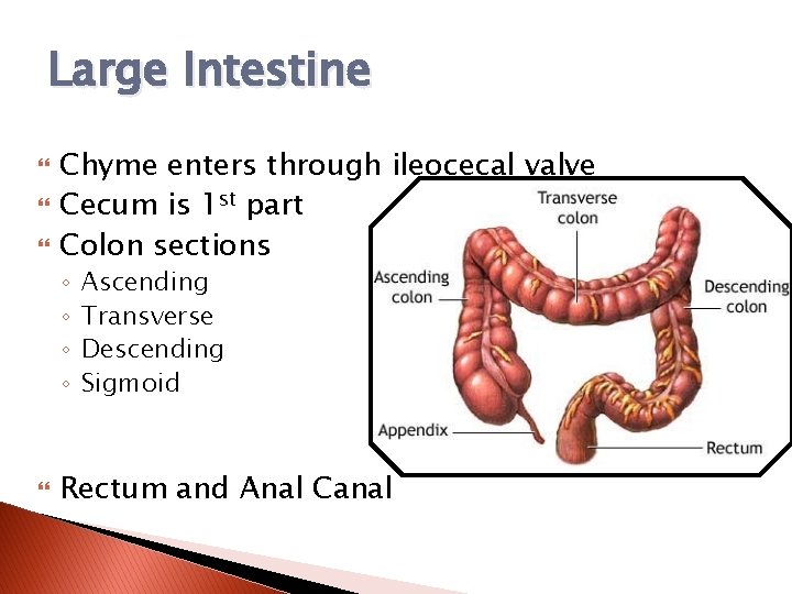 Large Intestine Chyme enters through ileocecal valve Cecum is 1 st part Colon sections