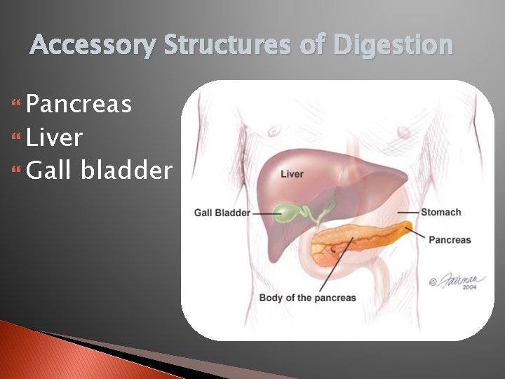 Accessory Structures of Digestion Pancreas Liver Gall bladder 