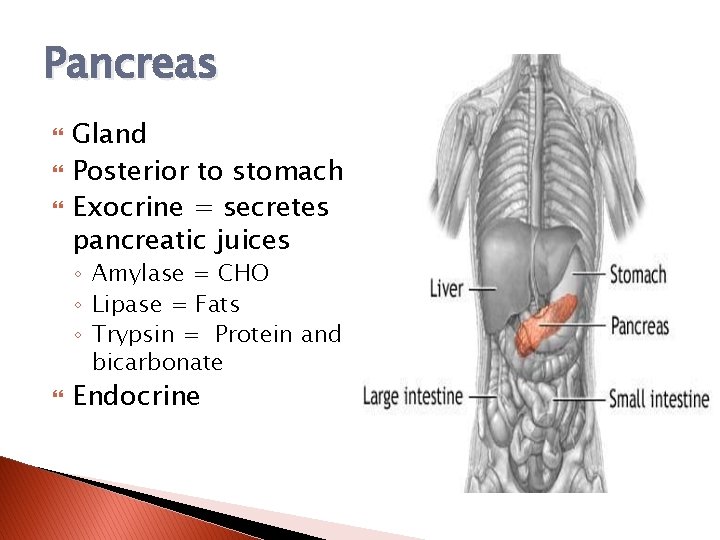 Pancreas Gland Posterior to stomach Exocrine = secretes pancreatic juices ◦ Amylase = CHO