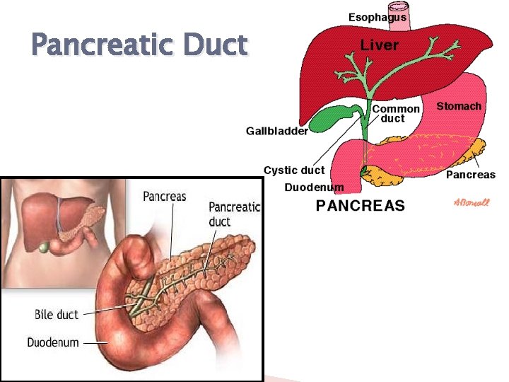 Pancreatic Duct 