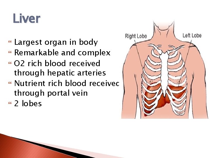 Liver Largest organ in body Remarkable and complex O 2 rich blood received through