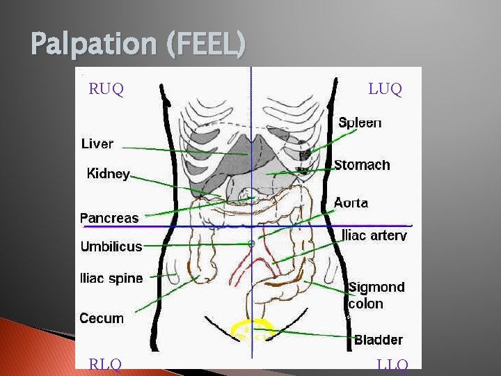 Palpation (FEEL) RUQ RLQ LUQ LLQ 