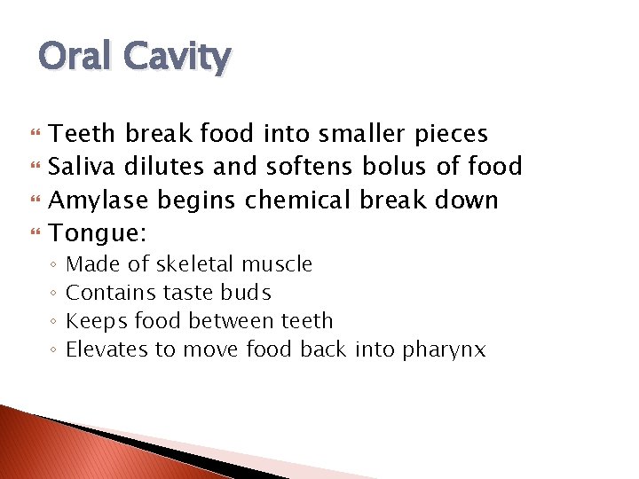Oral Cavity Teeth break food into smaller pieces Saliva dilutes and softens bolus of