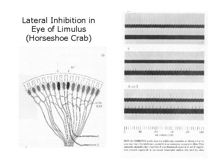 Lateral Inhibition in Eye of Limulus (Horseshoe Crab) 
