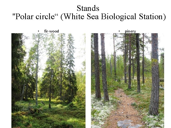 Stands "Polar circle“ (White Sea Biological Station) • fir-wood • pinery 