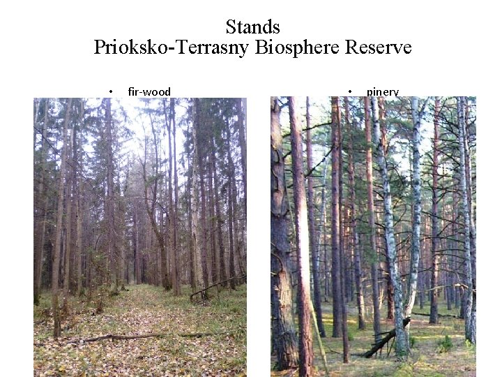 Stands Prioksko-Terrasny Biosphere Reserve • fir-wood • pinery 
