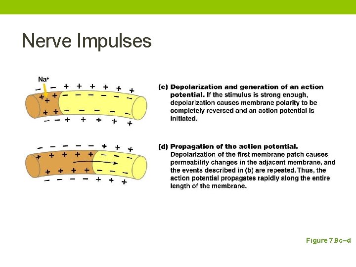 Nerve Impulses Figure 7. 9 c–d 