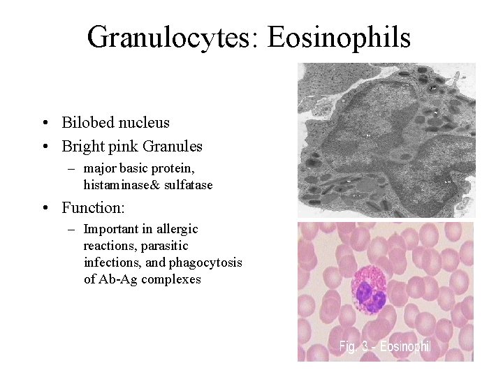 Granulocytes: Eosinophils • Bilobed nucleus • Bright pink Granules – major basic protein, histaminase&